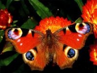 Fluturi, fluturi (lepidoptera), fluturi Saturnia, Lepidoptera, o echipă de fecioare cu ochi de păun,