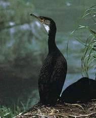 Cormoranii, cormoranul, cormoranul