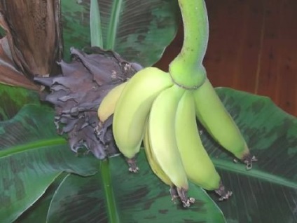 Banana egy ablakpárkányon
