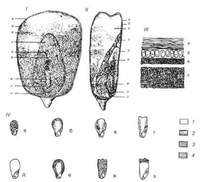 Biologia porumbului