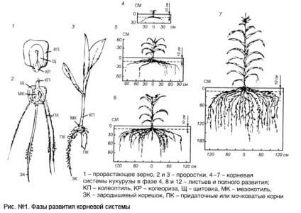 Biologia porumbului