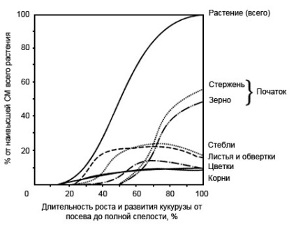 kukorica Biológia