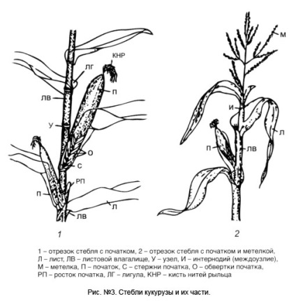 Biologia porumbului