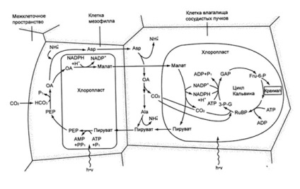 Biologia porumbului