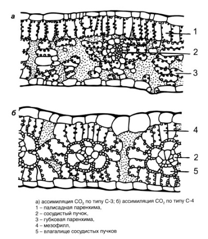 Biologia porumbului