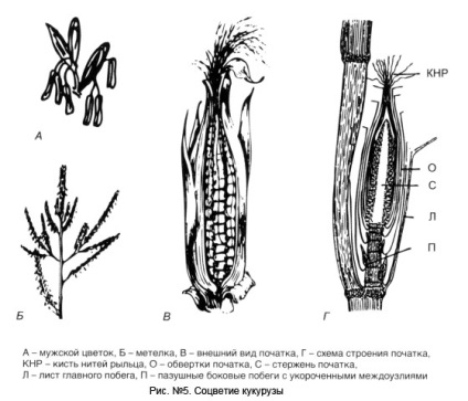 Biologia porumbului