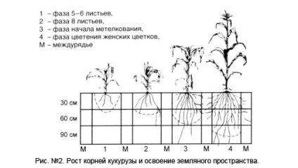 Biologia porumbului