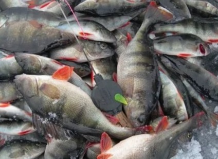 Üzleti terv a halászati, az üzleti blog