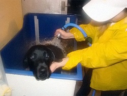Afacerea în domeniul serviciilor - spălat pentru câini