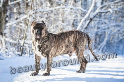 Bulldog-uri și mastifuri (descriere de pietre, specii, fotografii)