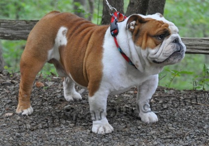 Bulldog-uri și mastifuri (descriere de pietre, specii, fotografii)