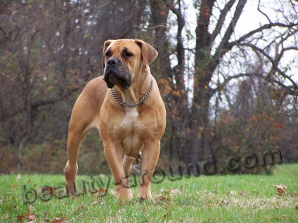 Bulldog-uri și mastifuri (descriere de pietre, specii, fotografii)