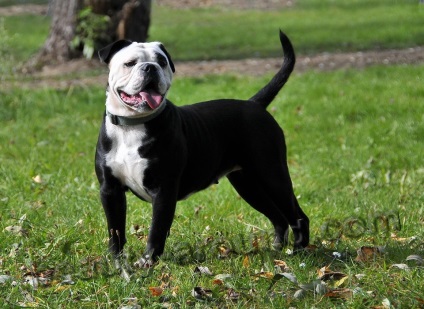 Bulldog-uri și mastifuri (descriere de pietre, specii, fotografii)