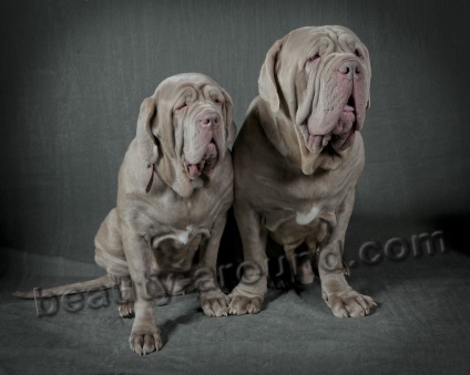 Bulldog-uri și mastifuri (descriere de pietre, specii, fotografii)