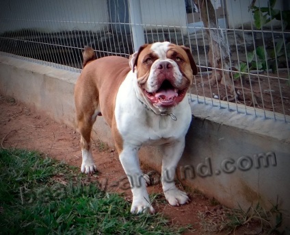 Bulldog-uri și mastife (descrierea rocilor, speciilor, fotografiilor)