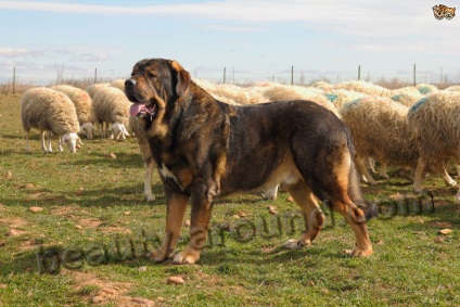 Bulldog-uri și mastifuri (descriere de pietre, specii, fotografii)