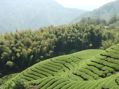 Ceai alishan - cel mai bun ceai oolong din Taiwan