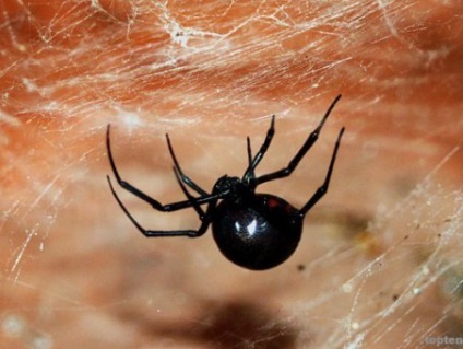 Ce hrănește cel mai otrăvitor păianjen pe pământ cu fauna sălbatică