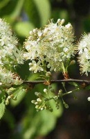 Prunus maackii - krupnomerov