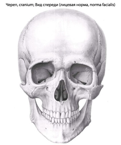 Craniul uman, anatomia craniului, structura, funcțiile, imagini pe eurolab