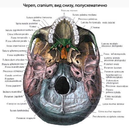 Craniul uman, anatomia craniului, structura, funcțiile, imagini pe eurolab