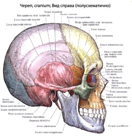 Craniul uman, anatomia craniului, structura, funcțiile, imagini pe eurolab
