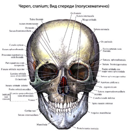 Craniul uman, anatomia craniului, structura, funcțiile, imagini pe eurolab