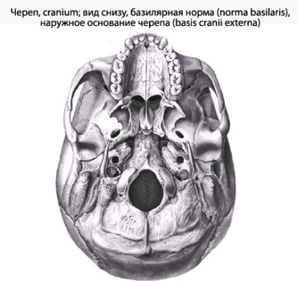 Craniul uman, anatomia craniului, structura, funcțiile, imagini pe eurolab