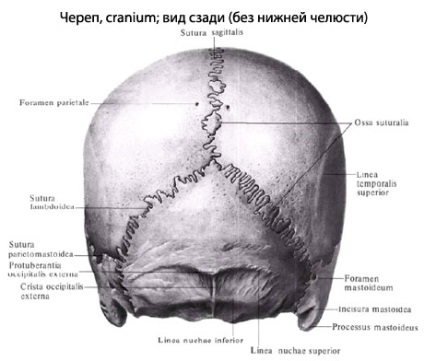 Craniul uman, anatomia craniului, structura, funcțiile, imagini pe eurolab