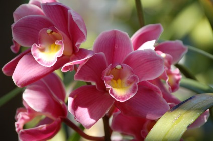 Ce este midi orhidee