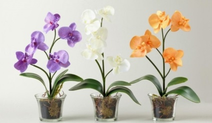 Ce este midi orhidee