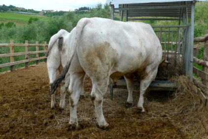 Dario Cecchini și Chianina