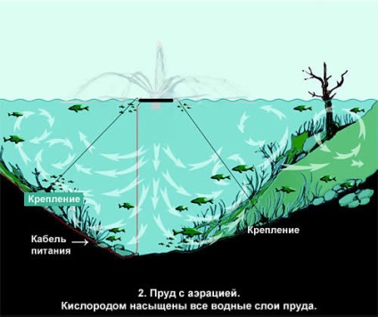 Pesti decorative pentru un iaz la o resedinta de vara a unei conditii de intretinere, rase, hrana