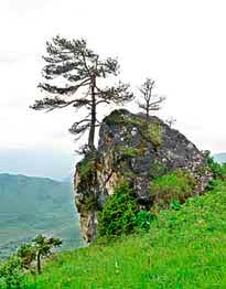 Copacii-alpiniști, timpurile din Osetia