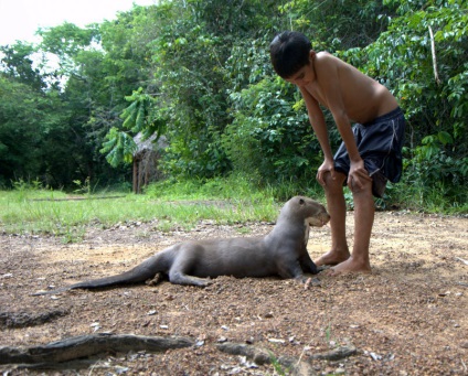 Az Amazonas vadvilága