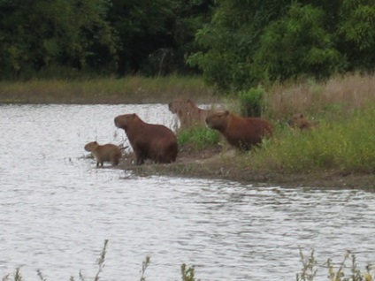 Az Amazonas vadvilága