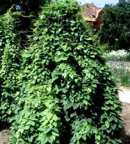 Dioscorea caucazian în grădină