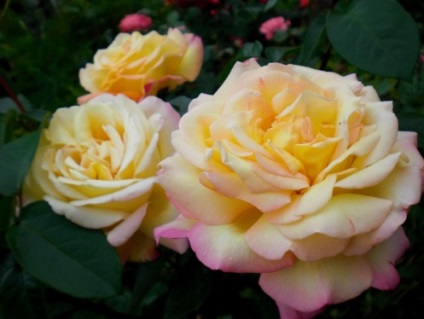 Csodálatos kert - mászó rózsák