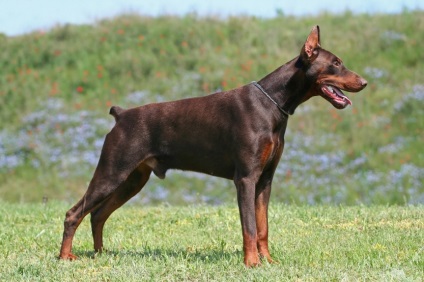 Doberman este vorba despre rasa de câine Dobermann, un magazin online de animale de companie