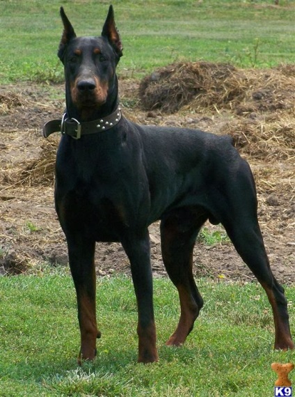 Doberman este vorba despre rasa de câine Dobermann, un magazin online de animale de companie