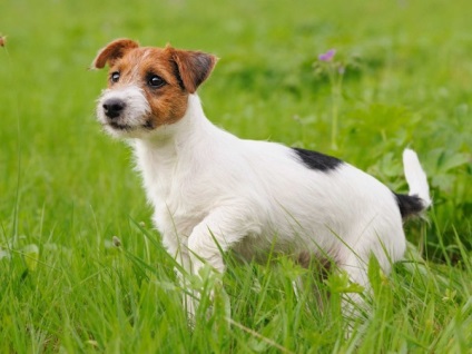 Descrierea și descrierea lui Jack Russell terrier a rasei de câini