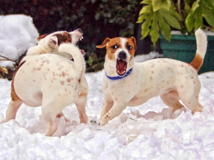 Descrierea și descrierea lui Jack Russell terrier a rasei de câini