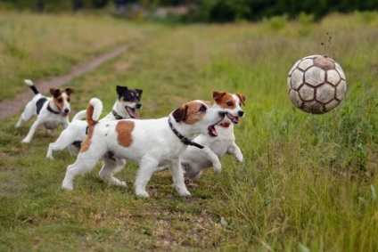 Descrierea și descrierea lui Jack Russell terrier a rasei de câini