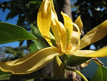 Ulei de bază Ylang Ylang