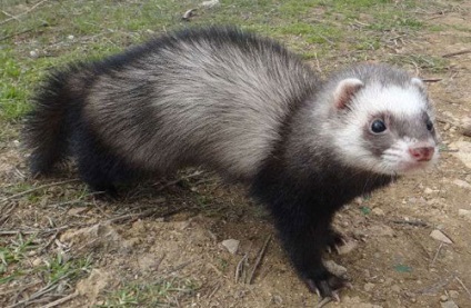 Egzotikus háziállatok és az őket gondozó otthon, egzotikus élet