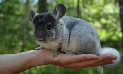 Egzotikus háziállatok és az őket gondozó otthon, egzotikus élet