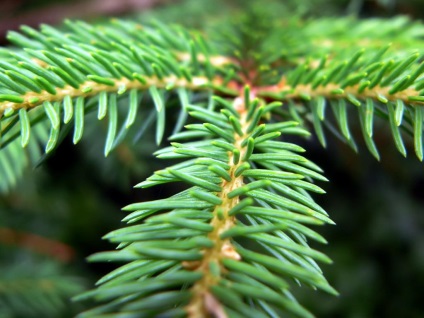 Pom de Crăciun, brad sau pin cu ceea ce arborele de Anul Nou decorează sfaturile casei pentru Novorossiysk