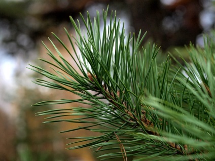 Pom de Crăciun, brad sau pin cu ceea ce arborele de Anul Nou decorează sfaturile casei pentru Novorossiysk