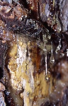 Rășina de molid conține uleiuri esențiale, acizii succinici și formici, precum și terebentina, din care