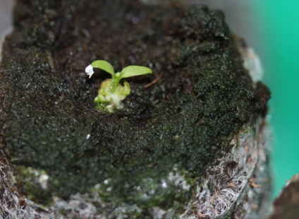 Eustoma - crescând din semințe în comprimate de turbă pe